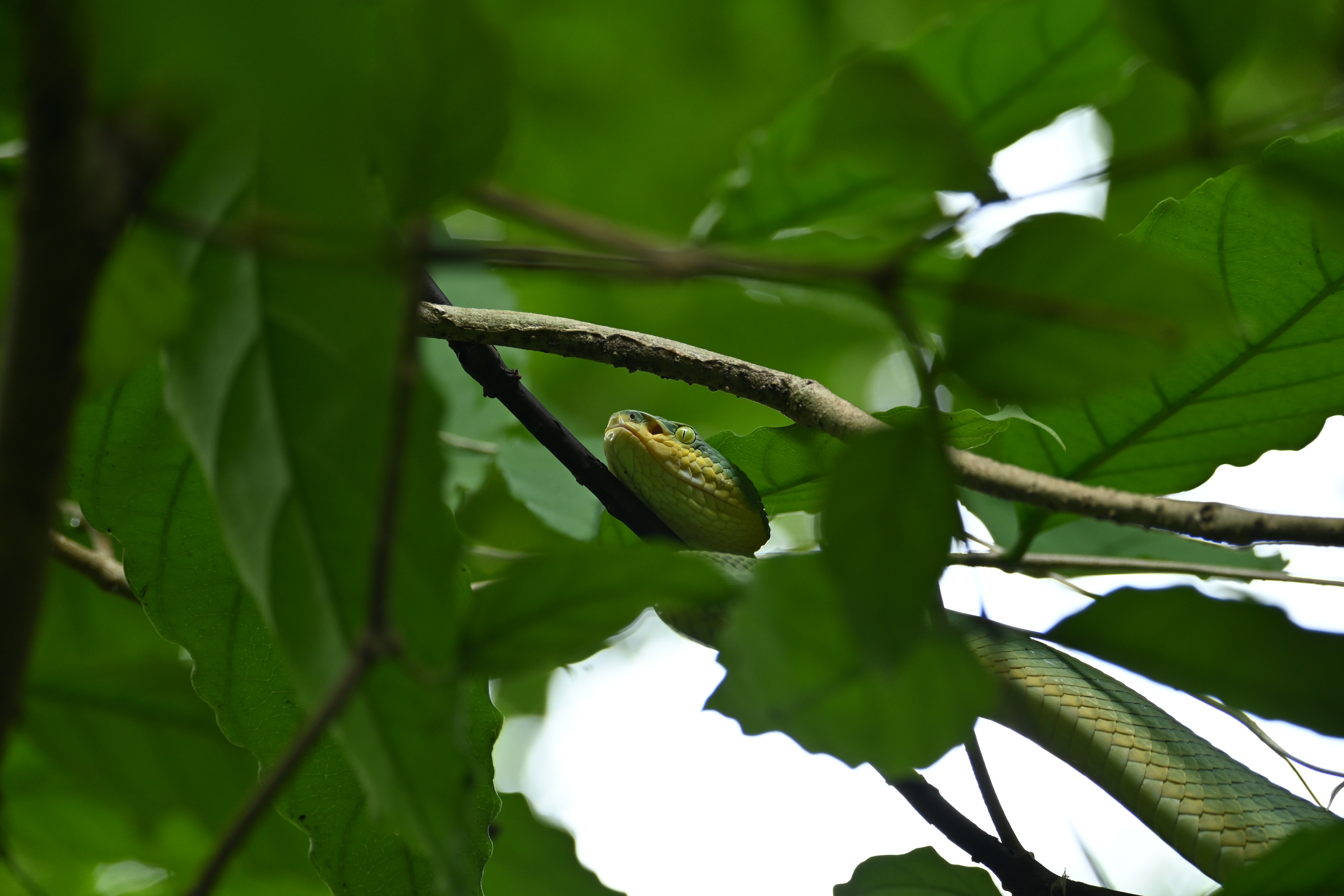 A close-up of a butterfly on a flower.